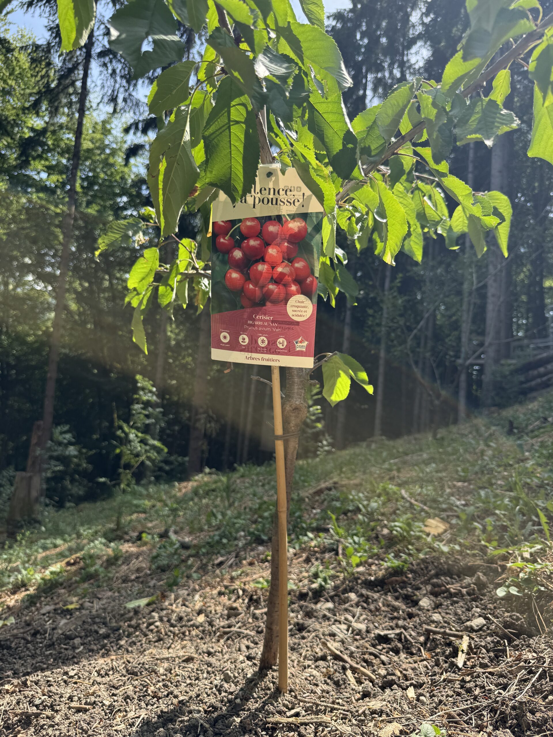 Jeune cerisier tuteuré avec étiquette en forêt