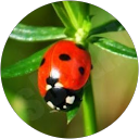 Anete profile picture